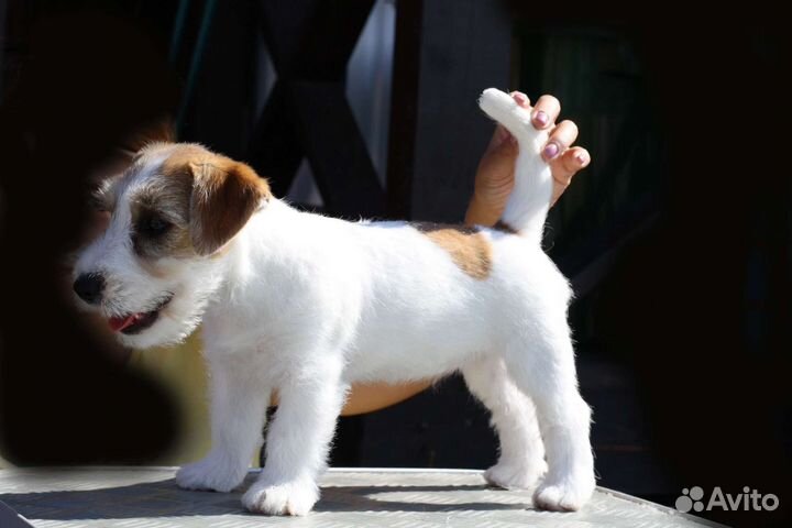 Щенки джеки гладкие и брокены с документами