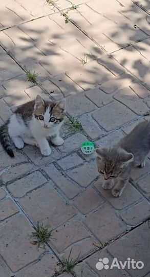 Сибирские котята