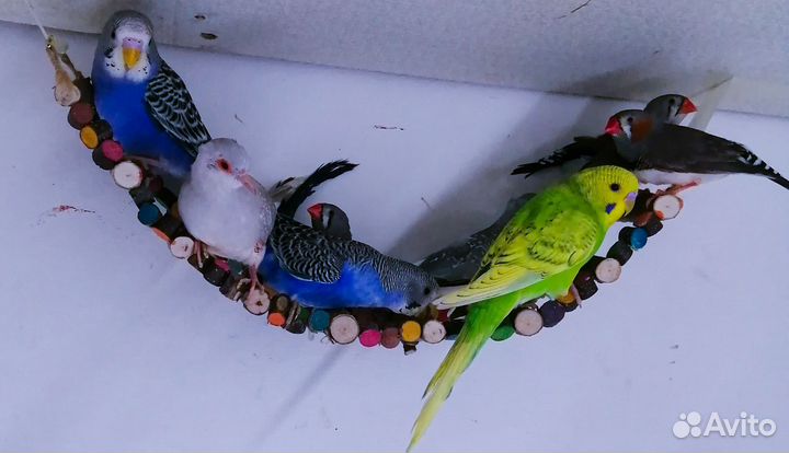 Волнистый попугай малыши