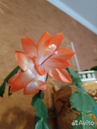 Цветы, Пеларгонии-герани взрослые и укорененные