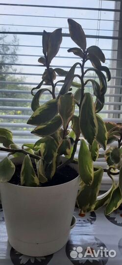 Пилея,нолина, хамедорея