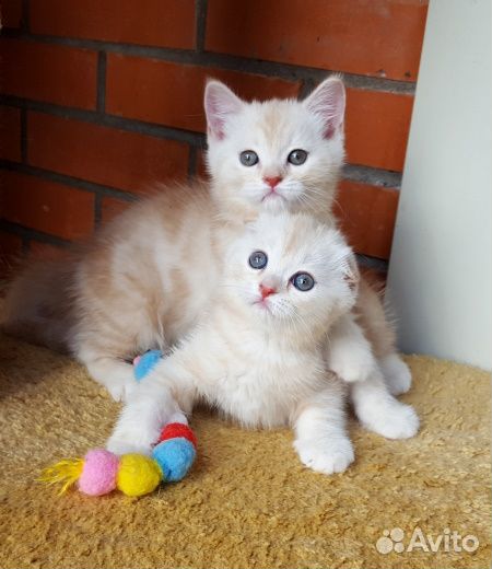 Шотландские крем-брюлешки. Редкий окрас. Питомник