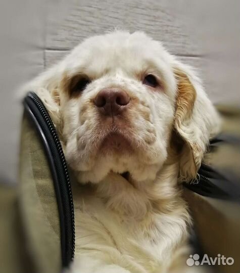 Кламбер спаниель