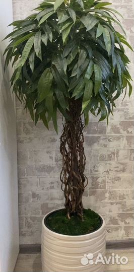 Манго.Фикус.Искусстенное дерево. Интерьер