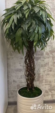Манго.Фикус.Искусстенное дерево. Интерьер