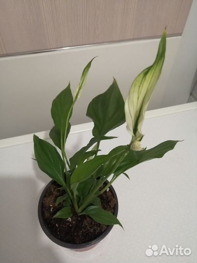 Спатифиллум Квадро