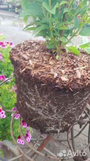 Гортензия метельчатая Вайт Лайт