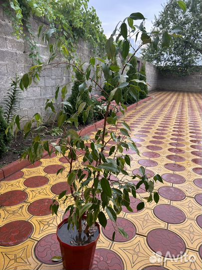 Фикус бенджамино