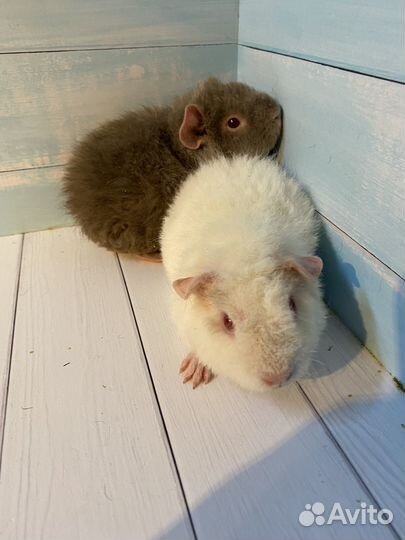 Морские свинки малыши