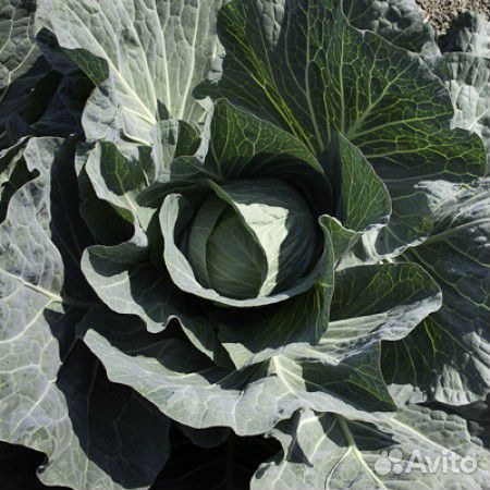 Семена Капусты 