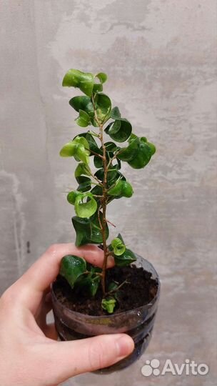 Фикус барок