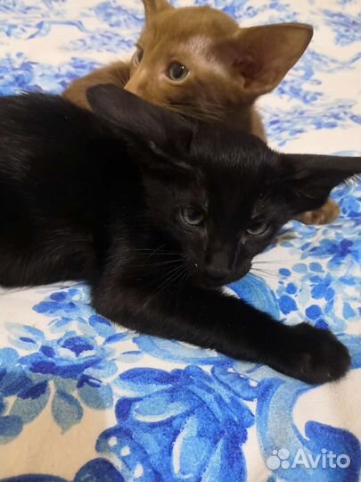 Ориентальный котик