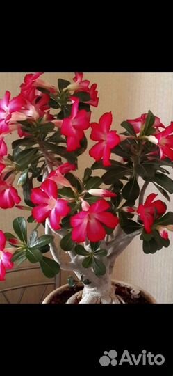 Адениум Arabicum Socotranum