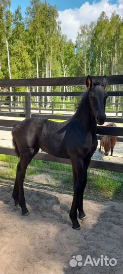 Фризская лошадь