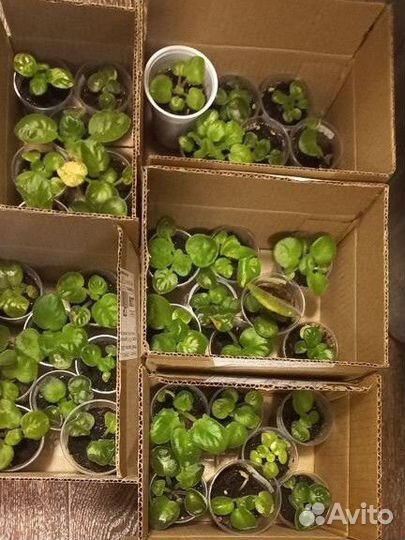 Сортовые фиалки