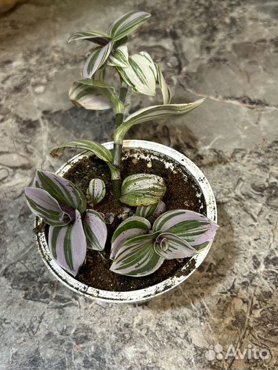 Традесканция отростки,питахайя