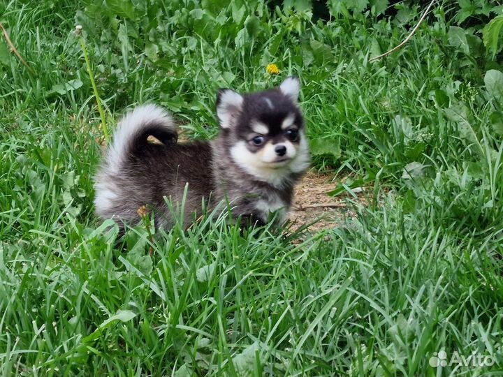 Помски мини хаски мальчик