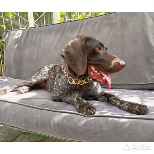 Отдам курцхаар