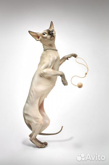 Обучение фотографии, видеосъемке,обработке, с нуля