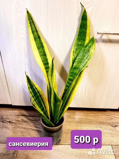 Комнатные растения