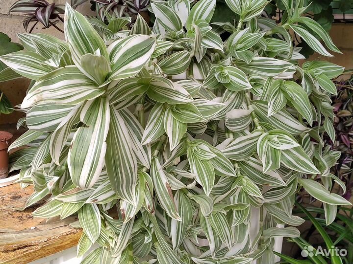 Традесканции