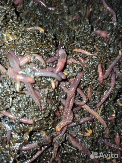 Биогумус жидкий