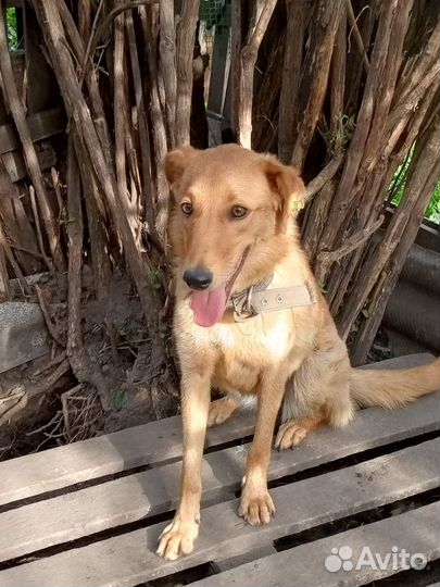 Отдам в добрые руки