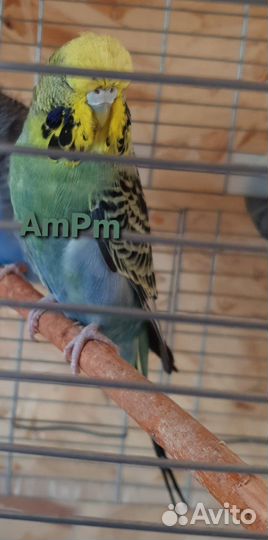 Выставочный волнистый попугай самка