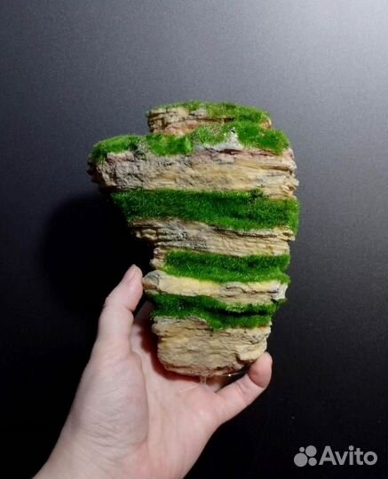 Декорация (мангровое дерево)