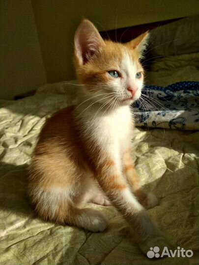 Маленькие рыжие котята 2 мес. в дар