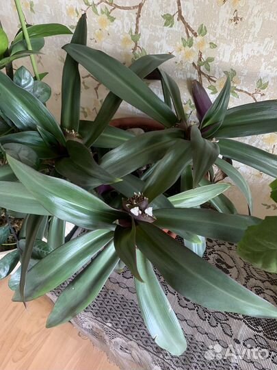 Отдам за большую шоколадку