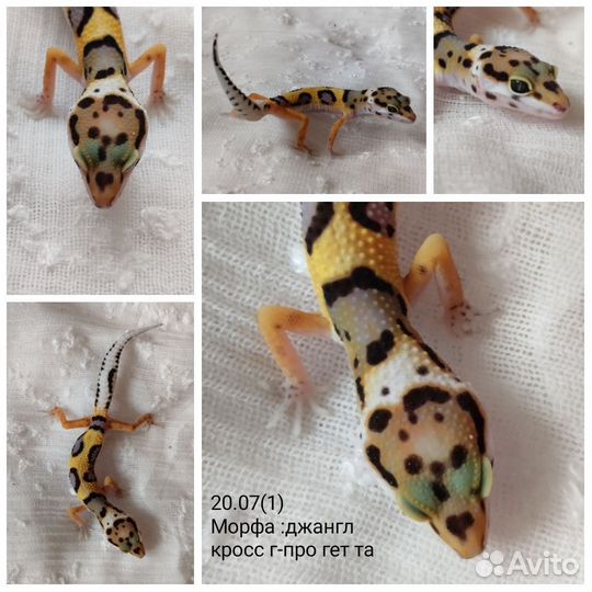 Геккон эублефар