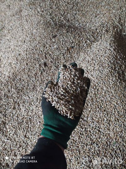 Зерно пшеница ячмень