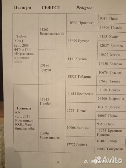 Жеребец орловский рысак