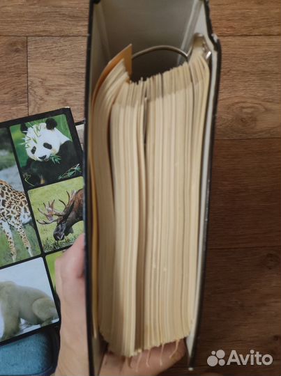 В мире дикой природы