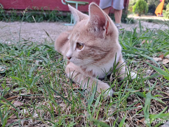 Кошки в добрые руки бесплатно