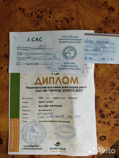 Щенки бивер йорка