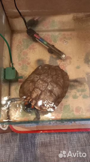 Красноухая черепаха