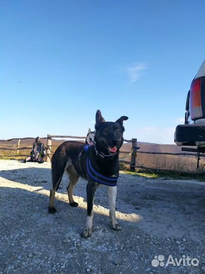 Собака в добрые руки