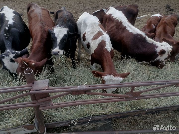 Бычки и телки