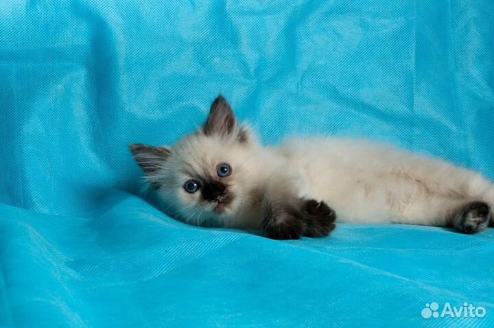 Невская маскарадная