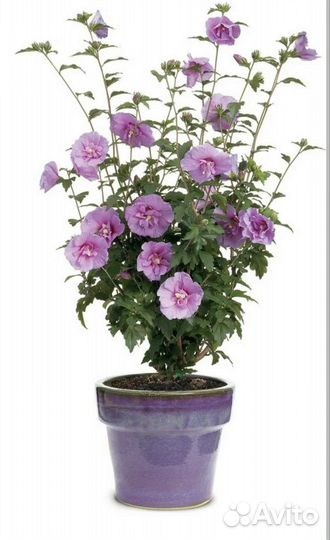 Гибискус древовидный сирийский садовый