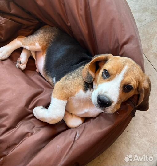 Щенок бигль мальчик