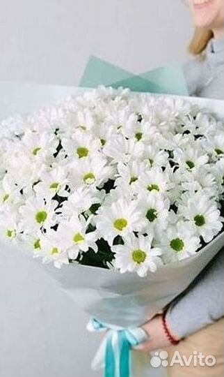 Хризантема Букет хризантем Доставка