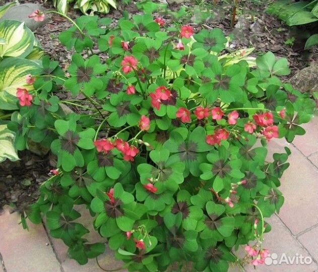 Оксалис кислица