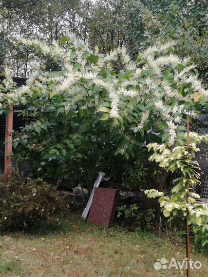 Горец сахалинский