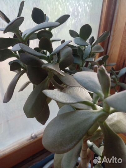 Толстянка денежное дерево