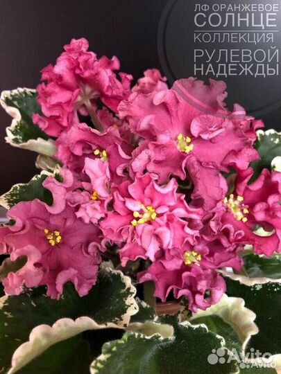 Сортовые фиалки