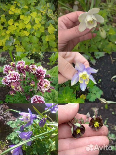 Садовые растения