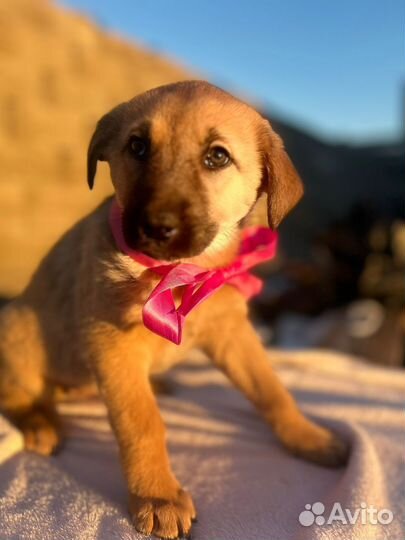 Щенок 2 месяца.Девочка